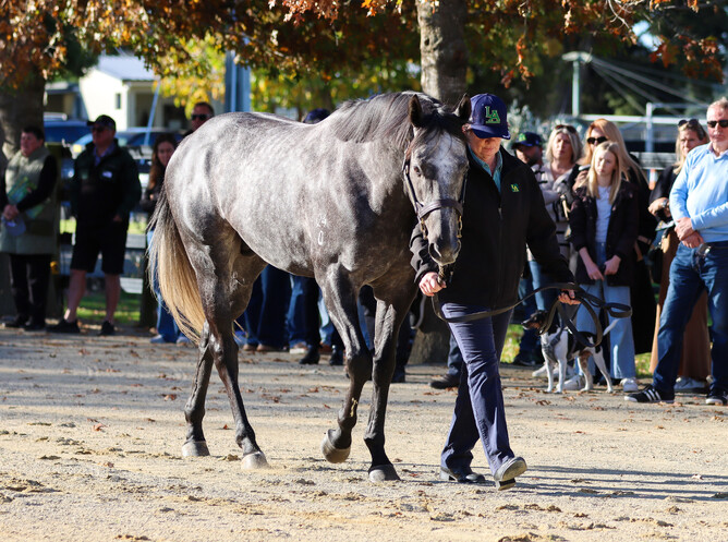 Little Brose parading at Little Avondale's open day. - Photo: Supplied