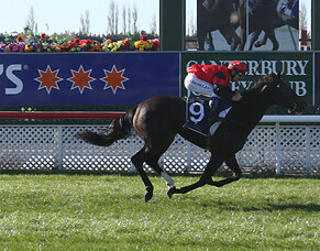 Inglewood Stud celebrate 2000 Guineas success for stallion