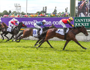 Homebred mare building dream record