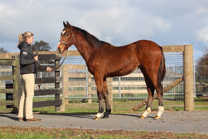 Lot 39- Sacred Falls x Tiptoes. Photo: Supplied