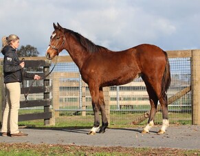Dedicated Weanling Sale Live on Gavelhouse Plus