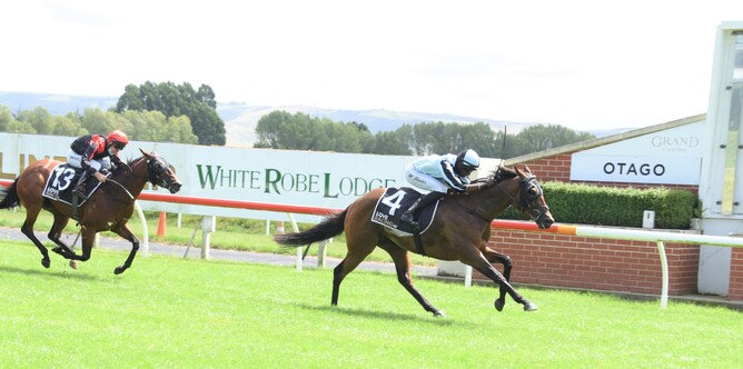 Palmetto is going strongly for rider Shankar Muniandy as he strides to the finish of the Listed Positive Signs Dunedin Guineas (1500m) at Wingatui Photo Credit: Tayler Strong