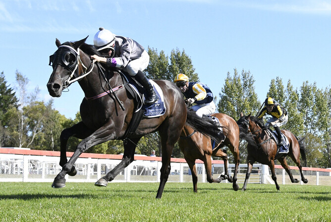 Pulchritudinous winning Friday’s Gr.2 Little Avondale Lowland Stakes (2000m) at Taupo.  - Photo: Peter Rubery (Race Images Palmerston North)