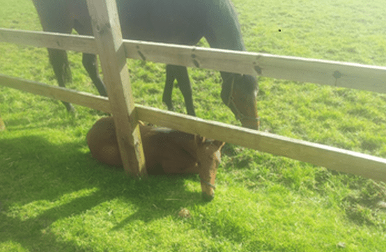 Spacious and her cheeky New Approach filly, probably my pick of the foals. She's bulking up nicely and looks to be developing into a quality horse as long as her extension does its job.