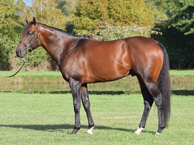 War Decree will stand at Inglewood Stud for an unchanged fee of $4,500+GST this coming breeding season. Photo: Supplied