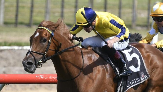 Haunui Farm graduate Grande Gallo winning the Triton Pacific Owens Plate (1200m) on Saturday at Tauranga.   - Photo: Kenton Wright (Race Images)