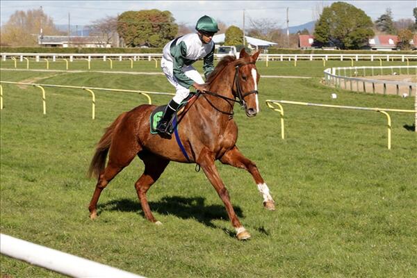 Picture of 'Divine Miss Em' by happy owner / breeder Trish Dunell