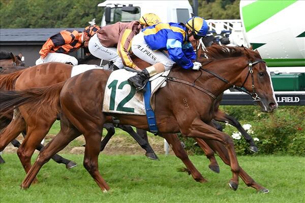 Luna Rossa wins the Gr. 1 Courtesy Ford Manawatu Sires’ Produce Stakes 2-4-16 -  Photo courtesy of Race Images