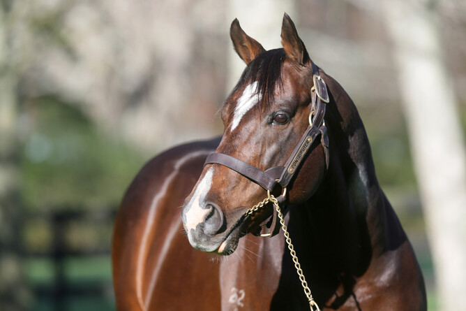 Mapperley Stud stallion Contributor. - Photo: Supplied