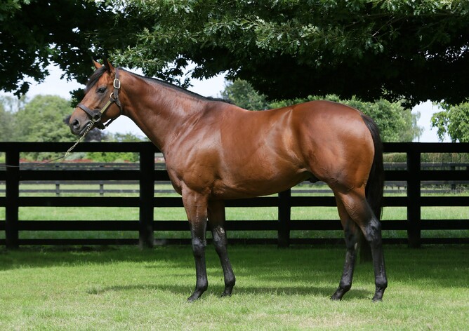 Charm Spirit has arrived back at Windsor Park Stud for the 2019 breeding season - Supplied