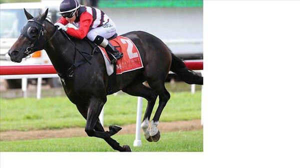 Brave Ali keeps up a strong gallop to take out the Tails Stakes at Eagle Farm. - Photo: NZTM website