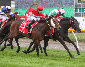 Aegon: a quintessential Waikato Stud product