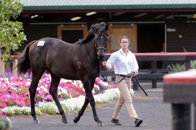 Lot 333, the Almanzor colt out of a half-sister to Group One winner Inspirational Girl, was purchased by bloodstock agent Bruce Perry out of Cambridge Stud’s New Zealand Bloodstock Book 1 Yearling Sale draft for $675,000. Photo: Trish Dunell