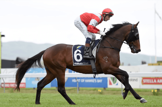 Mongolian Falcon, standing at Vicki Wilson's Hau Ora Farm. - Photo: Supplied