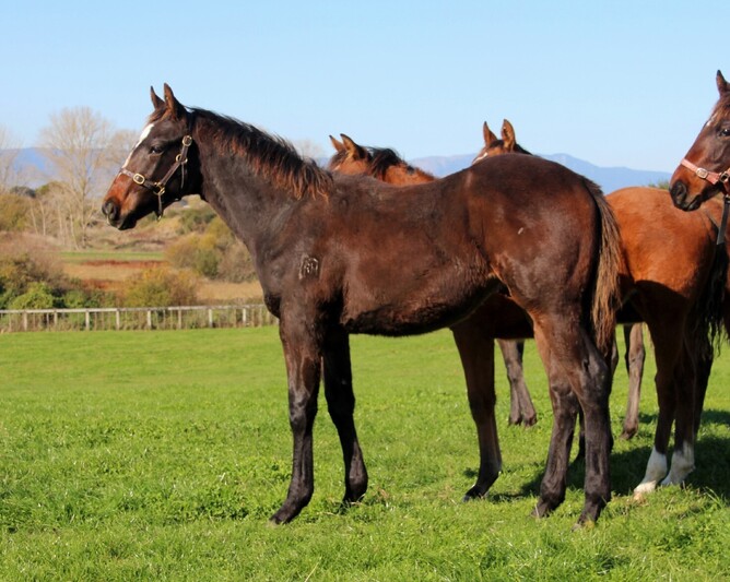 The Satono Aladdin colt out of Etosha Lass. Photo: Supplied
