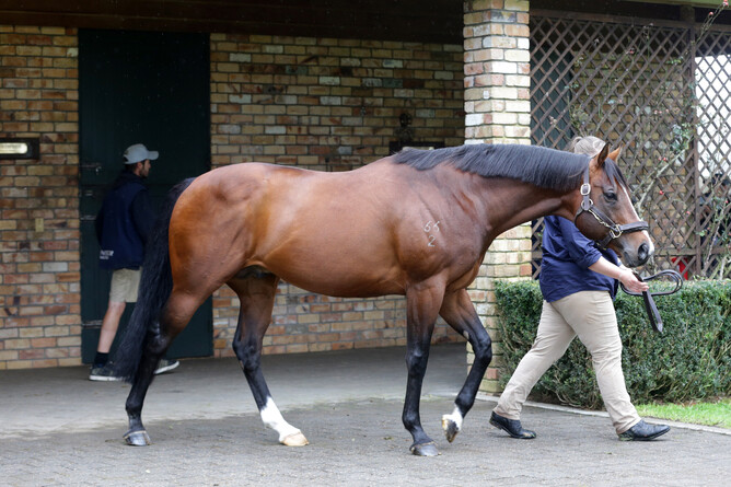 Windsor Park Stud stallion Vanbrugh. - Photo: Trish Dunell