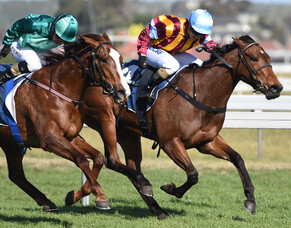 Magical times for Little Avondale Stud