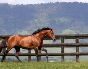 Breeding industry mourns the loss of Pins