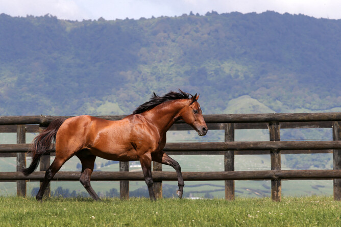 champion sire Pins