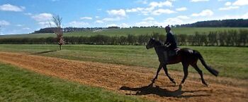 Benji trotting on the heath