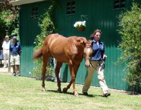 Rich Hill's Jungle Pocket-Forfar colt, led by Renee Todd - PHOTO: Alex Martin