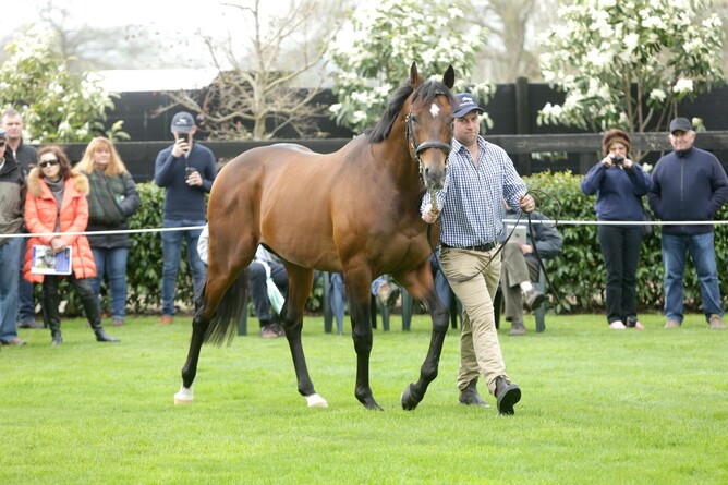Novara Park stallion Staphanos. Photo: Trish Dunell