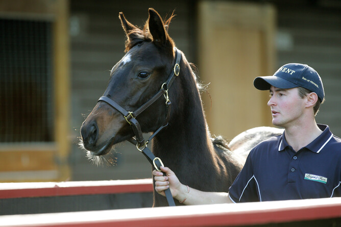 Charlie King has gained a place on the prestigious Godolphin Flying Start Programme. Photo: Trish Dunell