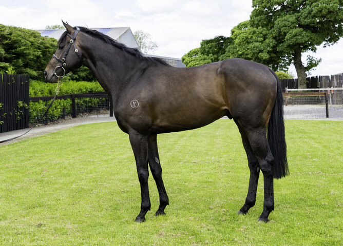 Ancient Spirit will stand at White Robe Lodge for a fee of $7,000+GST. - Photo: Supplied