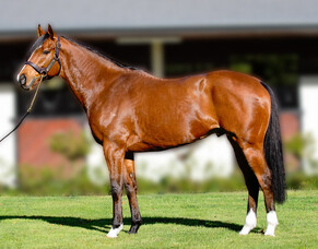 Wyndspelle to Grangewilliam Stud