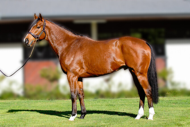Wyndspelle will stand at Grangewilliam Stud this season. Photo: Supplied