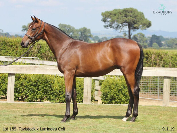 Johnny Get Angry as a yearling. Photo: Supplied