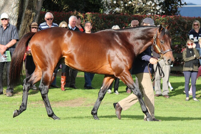 Waikato Stud-based stallion, Ocean Park