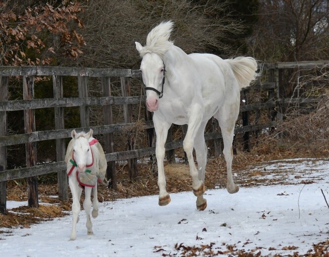 Casta Diva and her Gold Ship filly