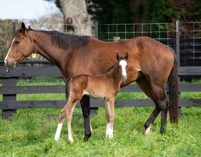 First foal for Eminent