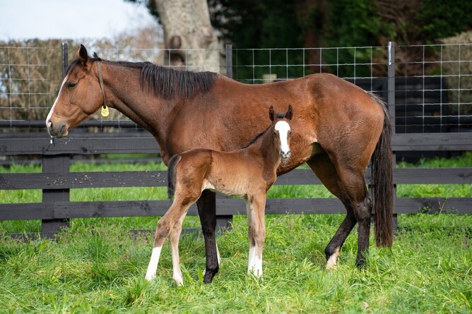 Eminent's first foal out of High Chaparral mare Rose Meer. Photo: Supplied