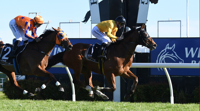 Callsign Mav pricks his ears as he hits the finish line at Hastings Photo Credit: Race Images – Peter Rubery