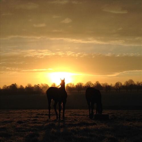 Sunrise at Cheveley Park Stud