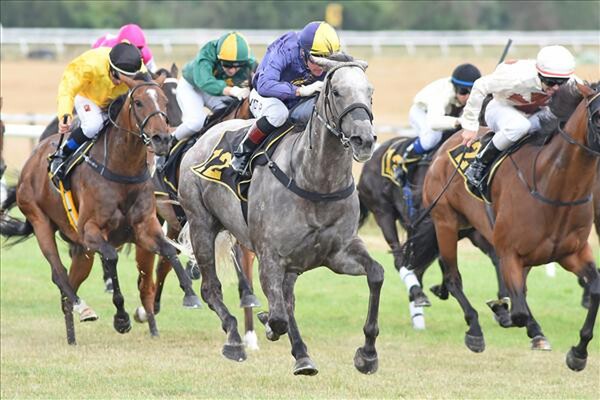 Flavigny wins at Wairarapa 8/2/16 - Photo courtesy of Race Images