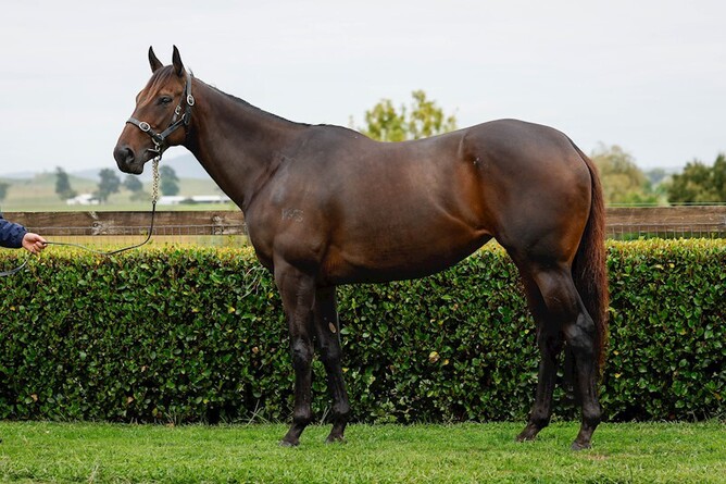 Belle Of The Ball who is one of two highlights in the latest gavelhouse.com sale - Photo: Supplied