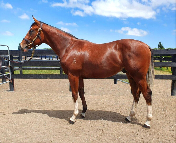 Spirit of Gaylard as a yearling. - Photo: Supplied
