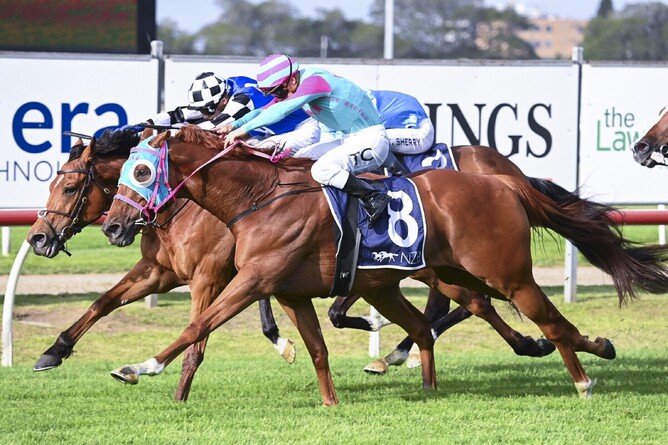 Nikau Spur claims a last-stride victory in the Listed New Zealand Bloodstock Beauford (2300m) at Newcastle on Saturday.   - Photo: bradleyphotos.com.au