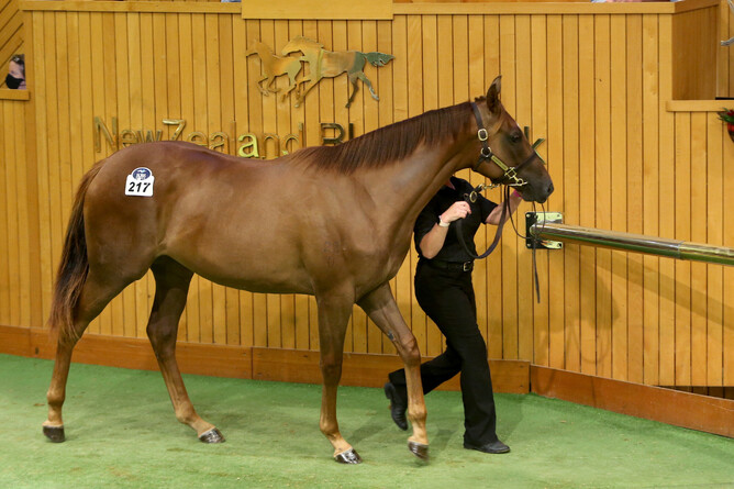 Andrew Forsman purchased lot 217, the Snitzel filly, out of Blandford Lodge’s draft for $600,000. Photo: Trish Dunell