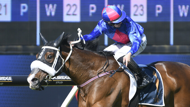 El Vencedor winning the Gr.3 Balmerino Stakes (2000m) at Ellerslie on Tuesday. - Photo: Kenton Wright (Race Images)
