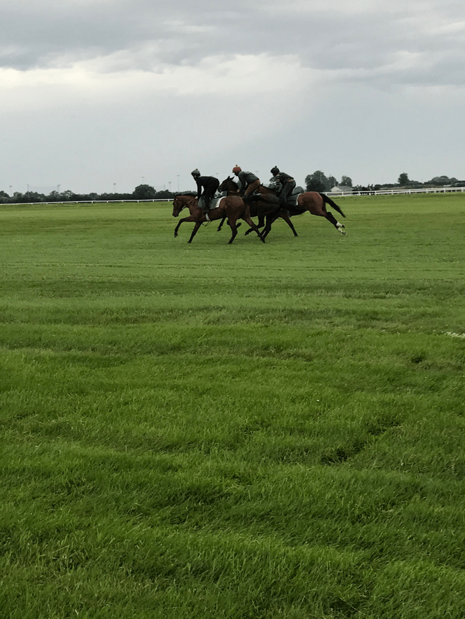 A string of Dermot Weld’s horses galloping on the famous Curragh pasture.