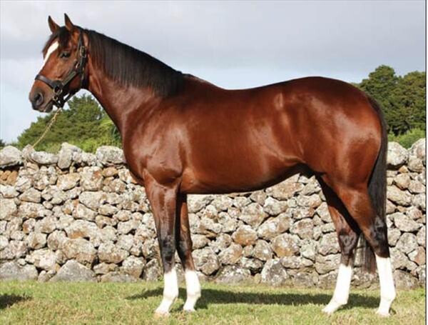 Buffalo Man (above) - Photo NZ Stallion Register