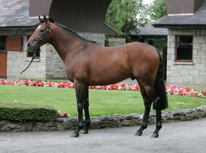 White Robe Lodge stallion Raise The Flag. Photo: Supplied