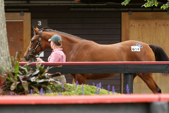 Lot 614 the Exceed and Excel filly out of Gallwitz. Photo: Trish Dunell