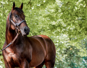 Stallion Service Sweepstake prize announced