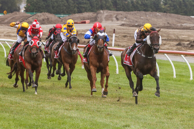 Milford Sound winning at Riccarton. - Photo: Race Images South