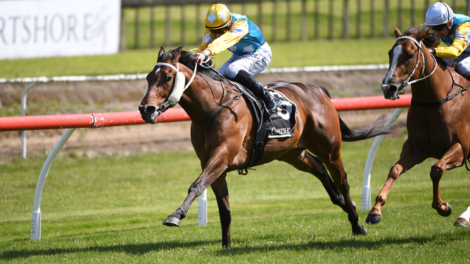 Swiss Prince winning the Gr.2 James and Annie Sarten Memorial (1400m) at Tauranga on Saturday. - Photo: Kenton Wright (Race Images)